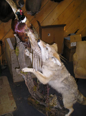 Powder River Taxidermy Image