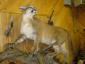 Powder River Taxidermy Image