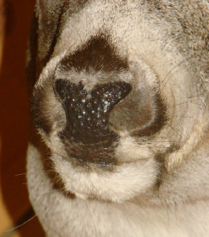 Powder River Taxidermy Image