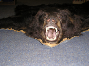 Powder River Taxidermy Image