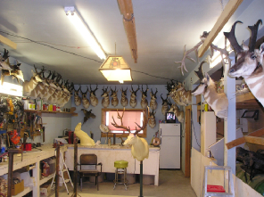 Powder River Taxidermy Image