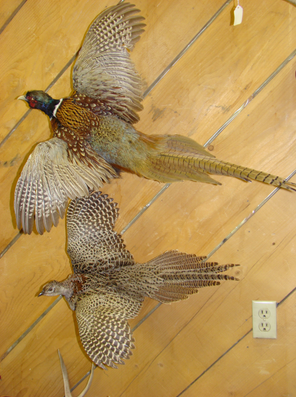 Powder River Taxidermy Image