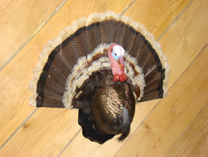 Powder River Taxidermy Image