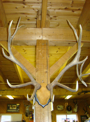 Powder River Taxidermy Logo