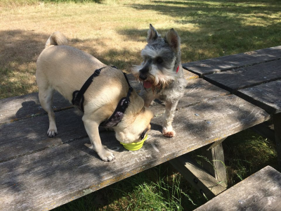 Fit Dog Theory Image