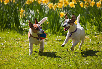 Fit Dog Theory Image