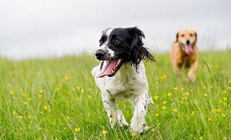 Fit Dog Theory Image