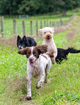 Fit Dog Theory Image