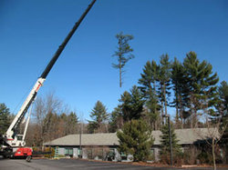 Oakland Tree Removal &amp; Trimming Logo