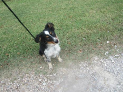 Shelmar Kennels Logo