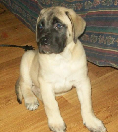 Texas 4-Paws Mastiffs Logo