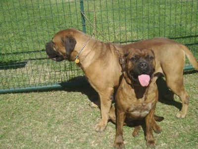 Texas 4-Paws Mastiffs Image