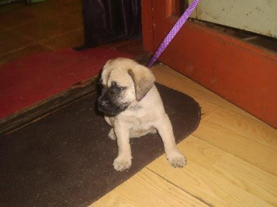 Texas 4-Paws Mastiffs Image