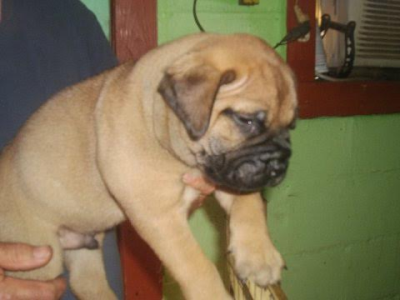 Texas 4-Paws Mastiffs Image