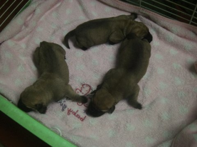 Texas 4-Paws Mastiffs Image