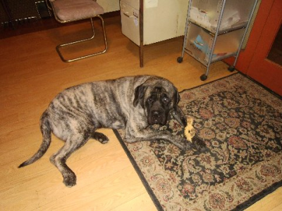 Texas 4-Paws Mastiffs Image