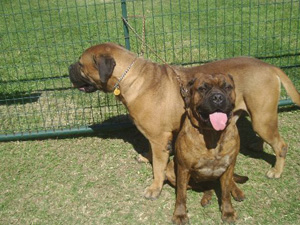 Texas 4-Paws Mastiffs Image
