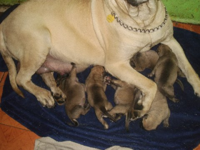 Texas 4-Paws Mastiffs Image