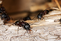 Florida Environmental Pest Solutions Image