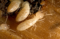 Florida Environmental Pest Solutions Image