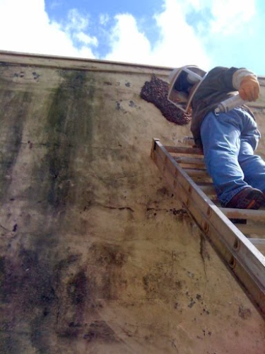 Florida Environmental Pest Solutions Image