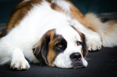 SOS Cleaning & Restoration Image