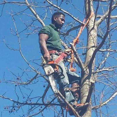 Tree Service America Image