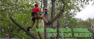 Tree Service America Image