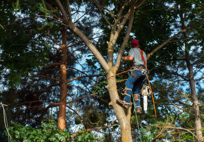 Tree Service America Image