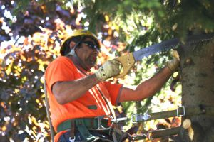 Tree Service America Image