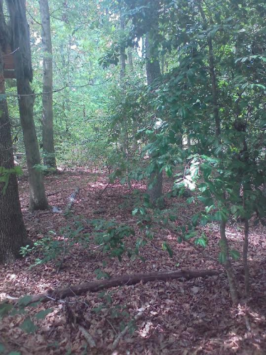 Bug Out Survival Training Image