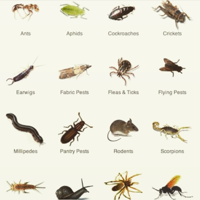 Arizona Bug Pros Logo