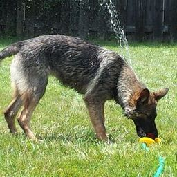 Zuchttechnik K9 Image
