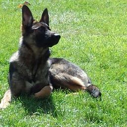 Zuchttechnik K9 Image