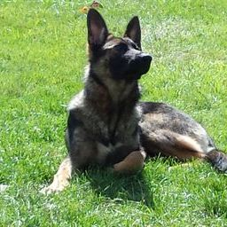 Zuchttechnik K9 Image
