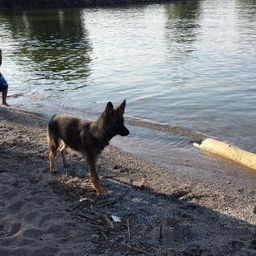 Zuchttechnik K9 Image