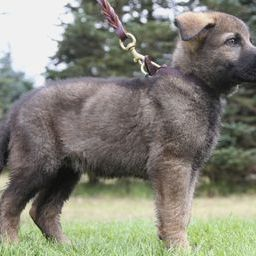 Zuchttechnik K9 Image