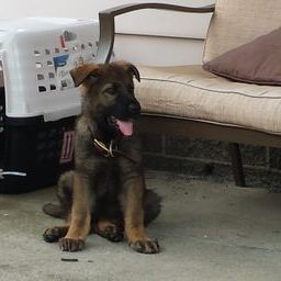 Zuchttechnik K9 Image
