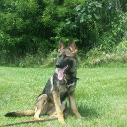 Zuchttechnik K9 Image