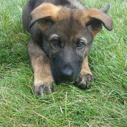 Zuchttechnik K9 Image