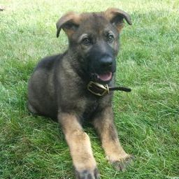 Zuchttechnik K9 Image
