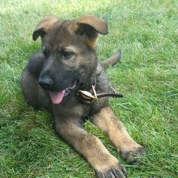 Zuchttechnik K9 Image