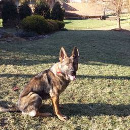 Zuchttechnik K9 Image