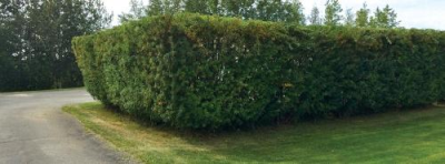 Quality One LLC Logo