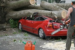 Fast Tree Removal Services Atlanta Image