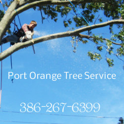 Port Orange Tree Service Logo