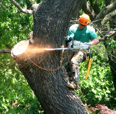 Best Tree Service Memphis Image
