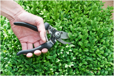 Escondido’s Professional Tree Service Logo