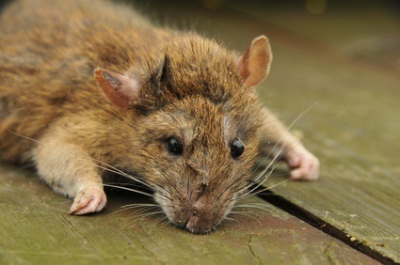 Croach Pest Control Logo