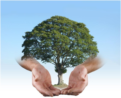 Encinitas&apos;s Expert Tree Arborists Logo